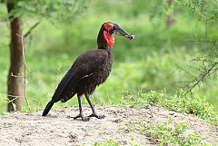 Southern Ground-Hornbill